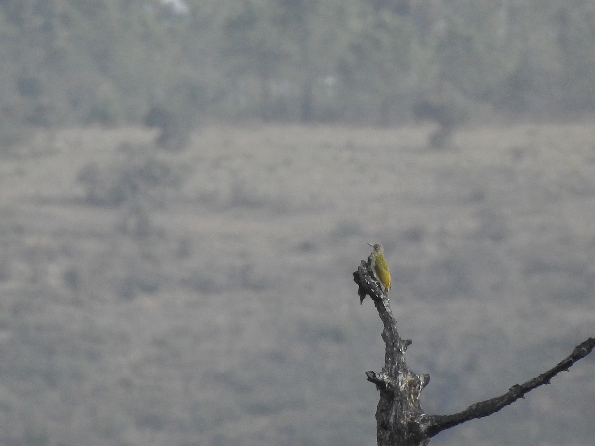 Iberian Green Woodpecker - Daniel Raposo 🦅