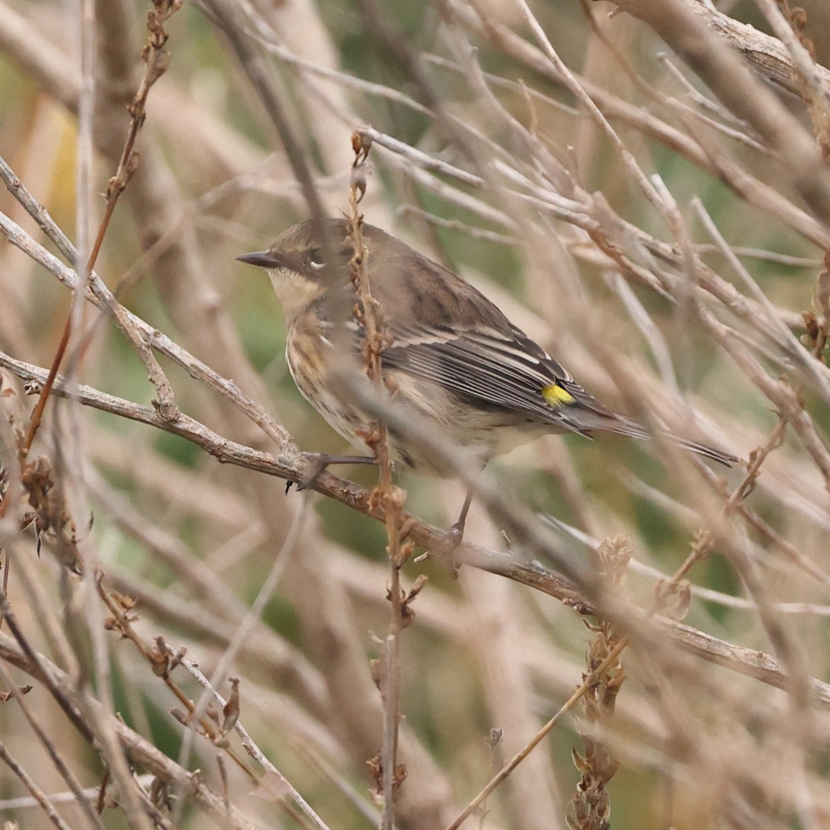 Yellow-rumped Warbler - ML493437431