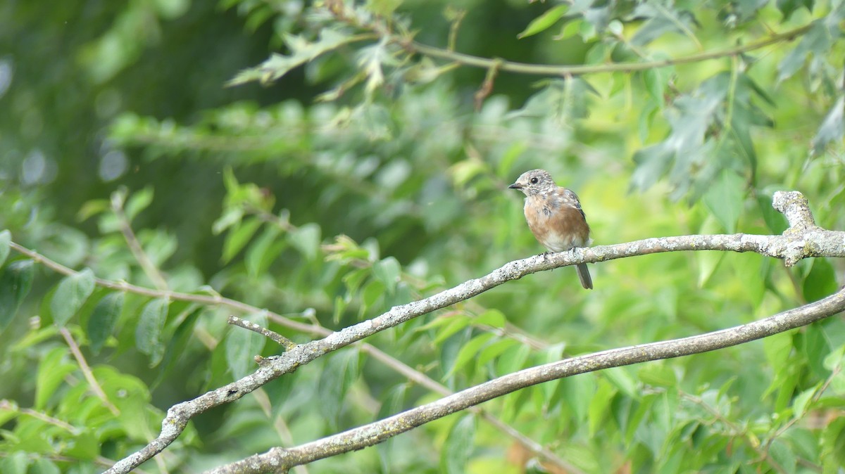 Eastern Bluebird - ML493437551