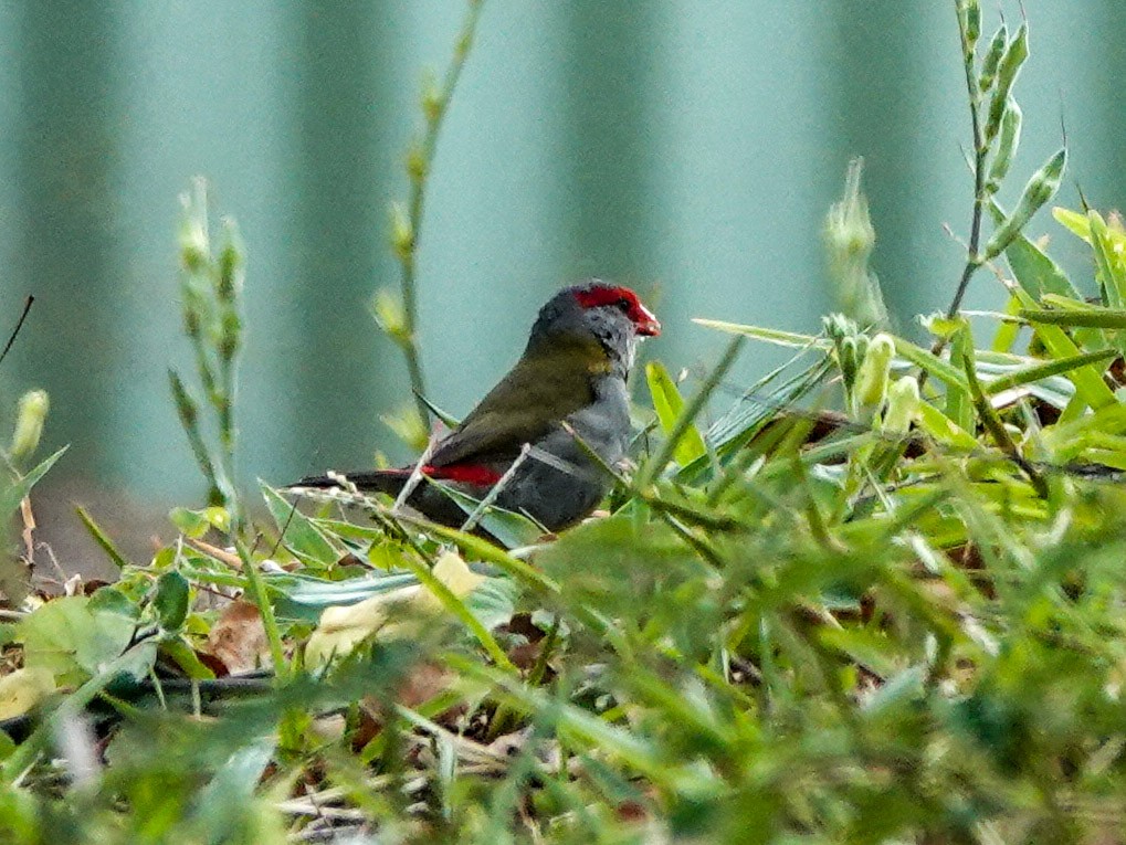 Red-browed Firetail - ML493437821