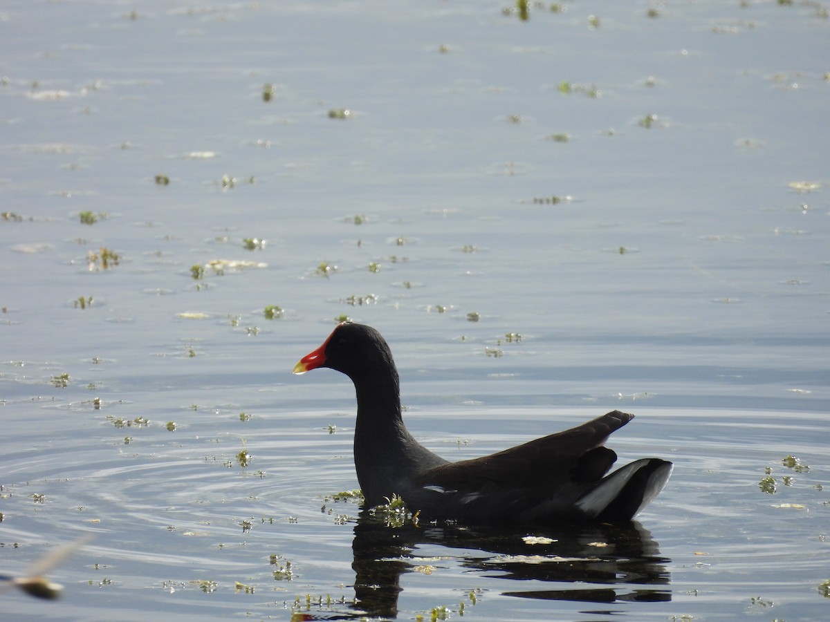 Common Gallinule - ML493438301