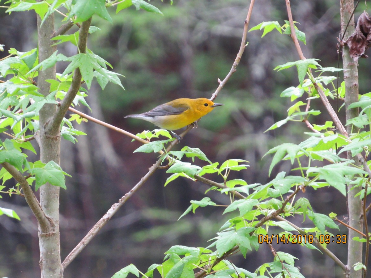 Prothonotary Warbler - ML493438811