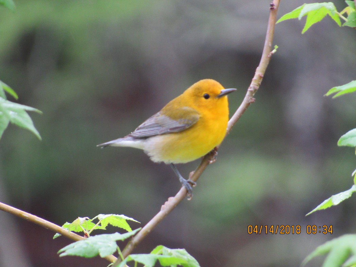 Prothonotary Warbler - ML493438821