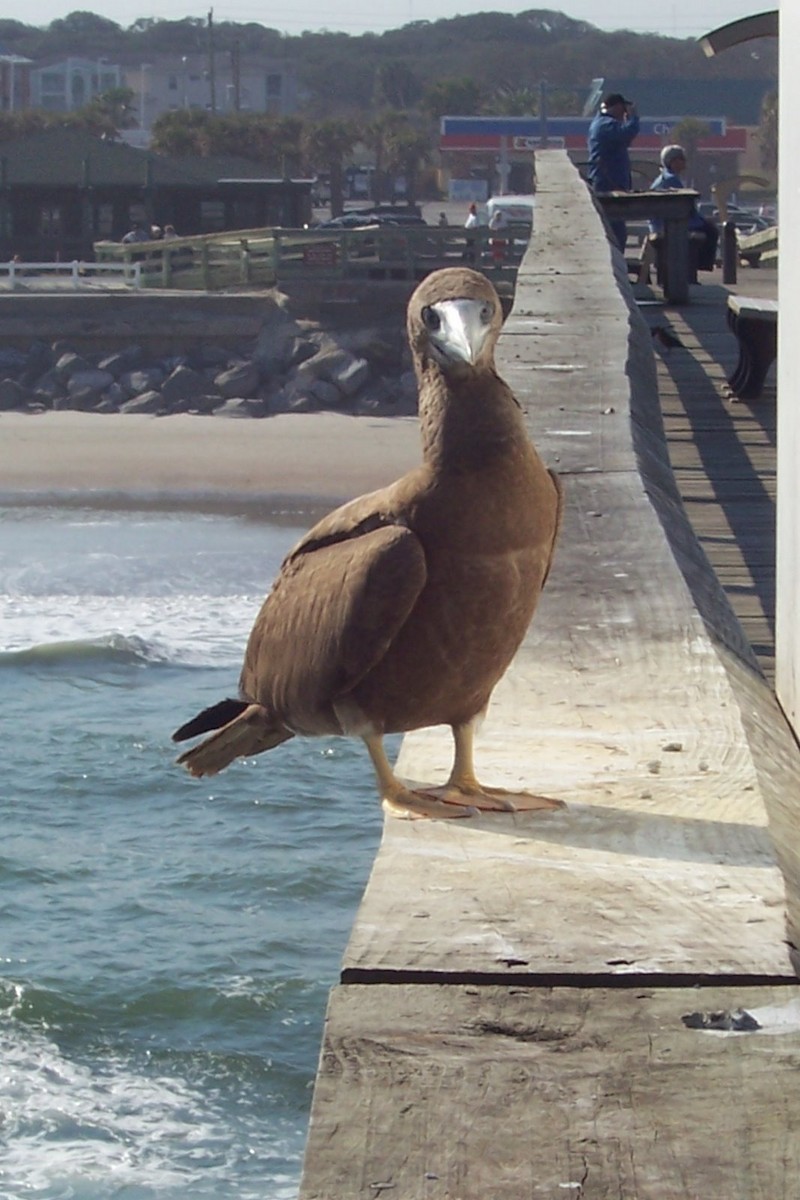 Brown Booby - Eva Matthews Lark