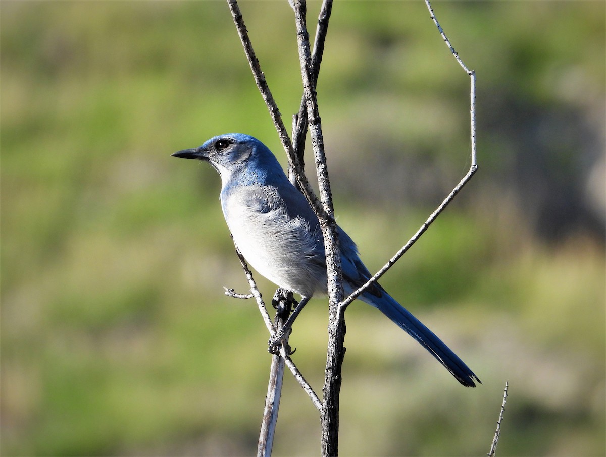 Woodhouse's Scrub-Jay - ML493441241