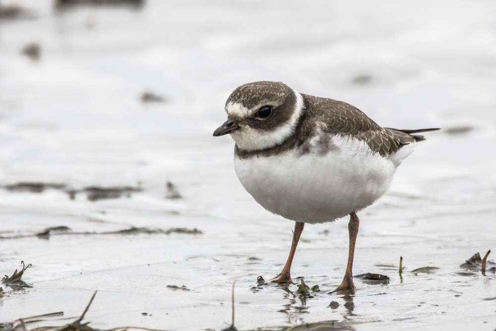 Semipalmated Plover - ML493441531
