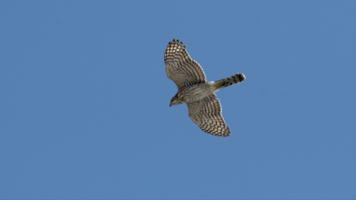 Cooper's Hawk - ML493441921