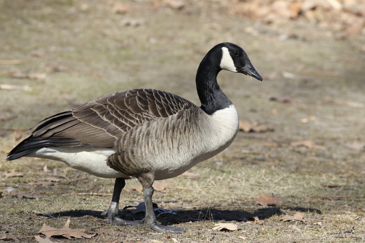 Canada Goose - Max McCarthy
