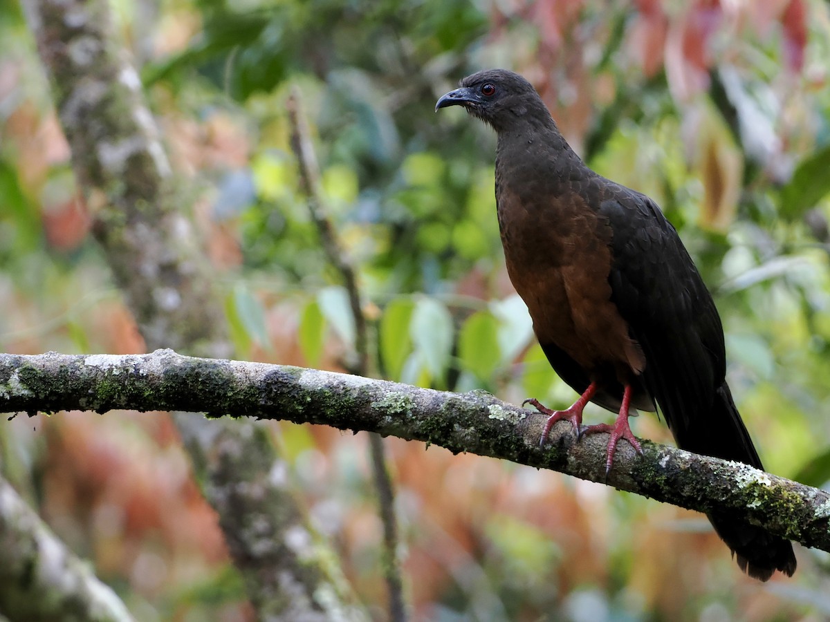 Sickle-winged Guan - ML493445801