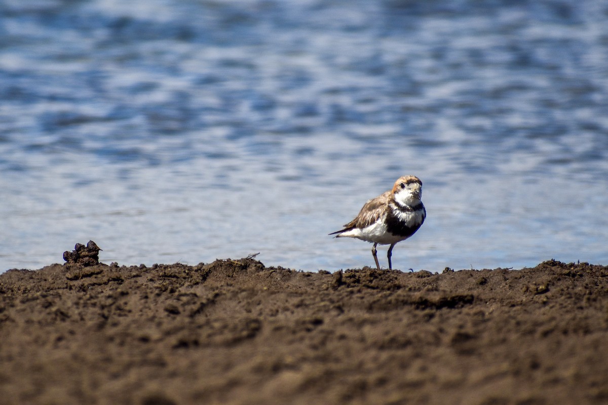 Two-banded Plover - Ezequiel Racker