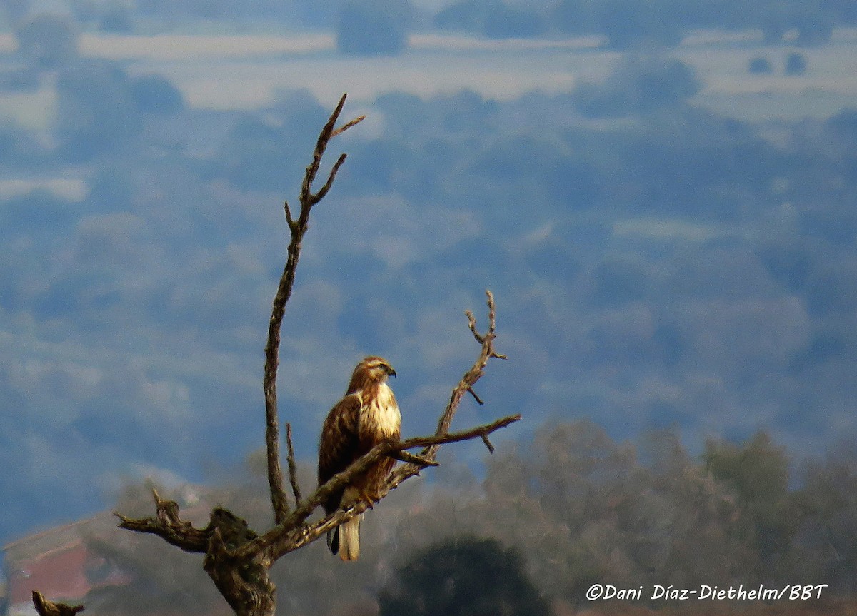 Long-legged Buzzard - ML493446281