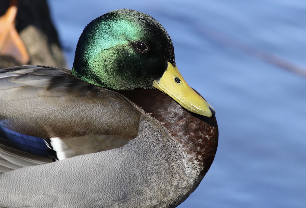 Mallard - ML49344651