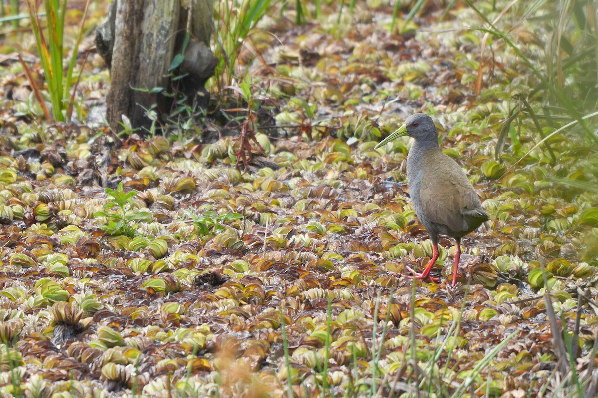 Blackish Rail - ML493447321