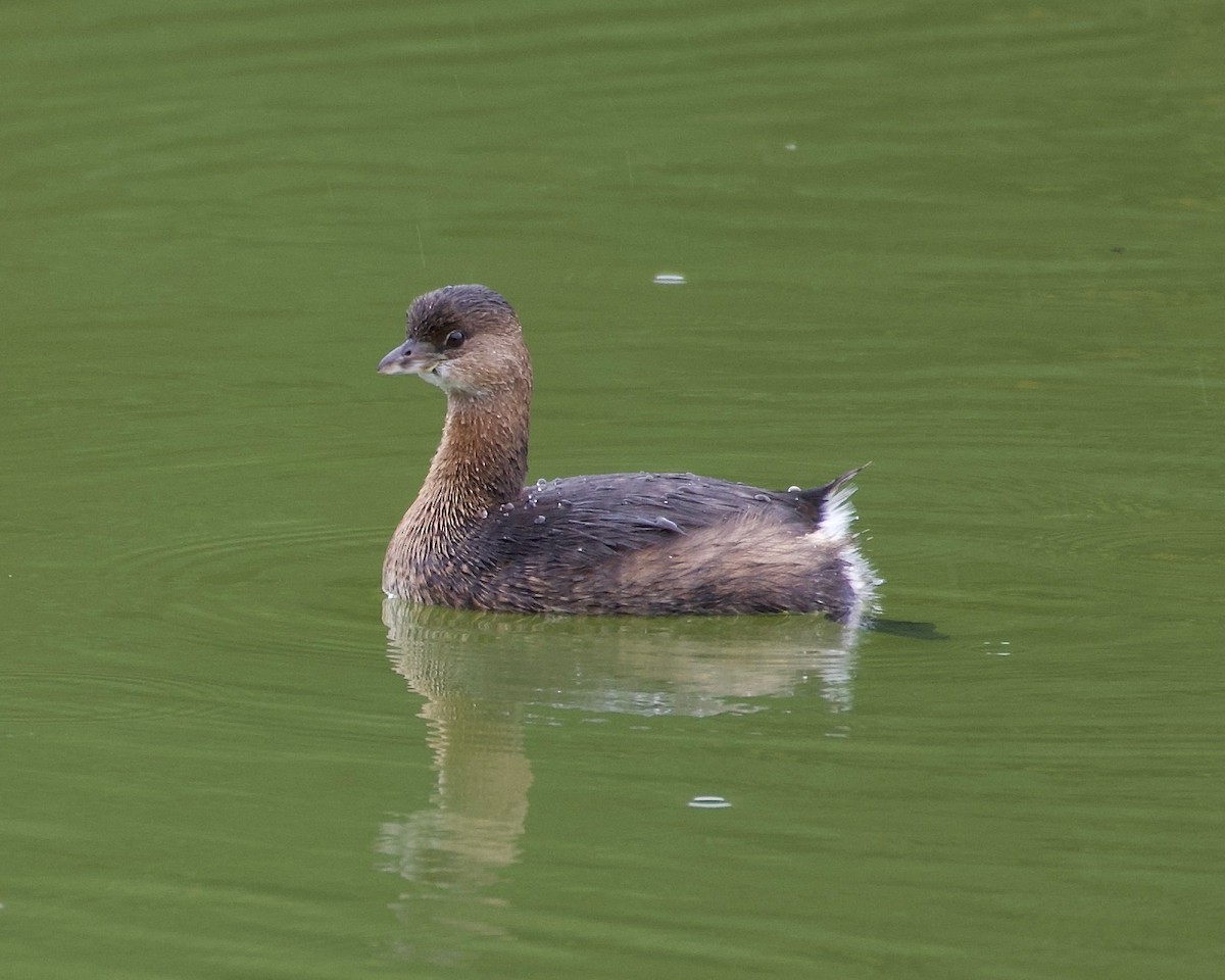 Pied-billed Grebe - ML493447471