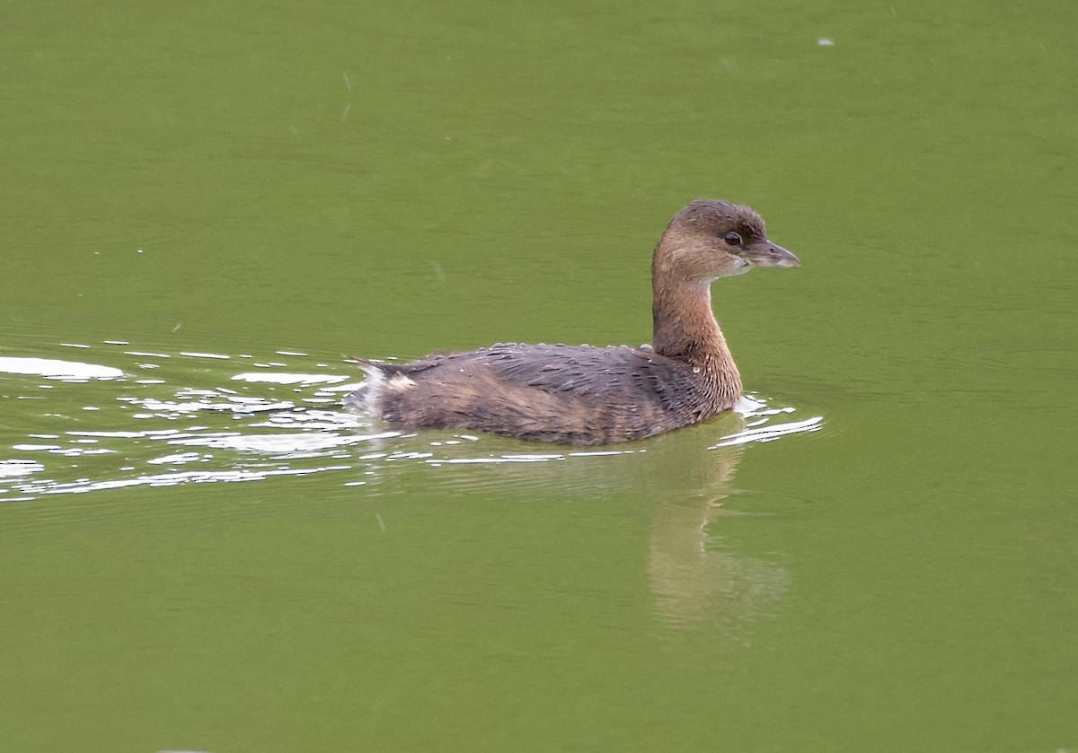 Pied-billed Grebe - ML493447481