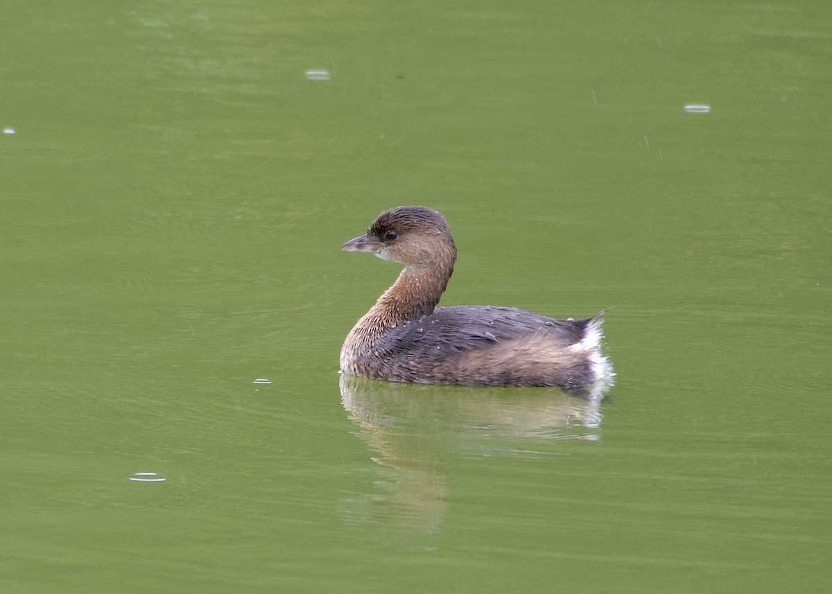 Pied-billed Grebe - ML493447491