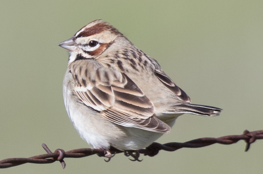 Bruant à joues marron - ML49344771