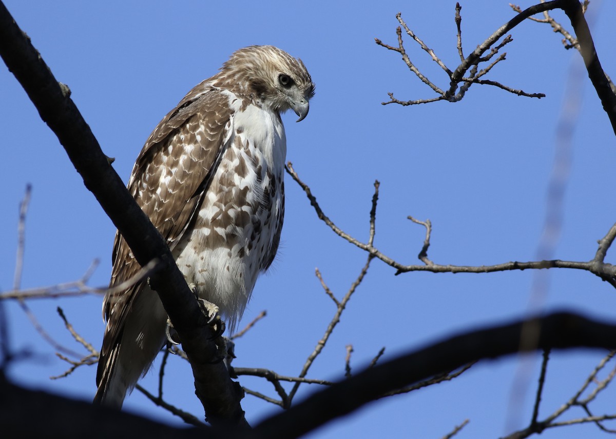 Red-tailed Hawk (borealis) - ML49344821