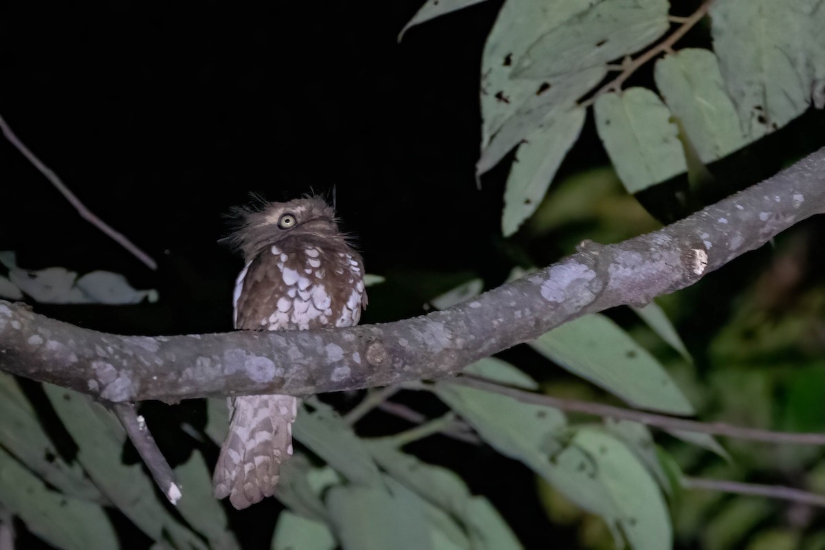 Bornean Frogmouth - ML493448701