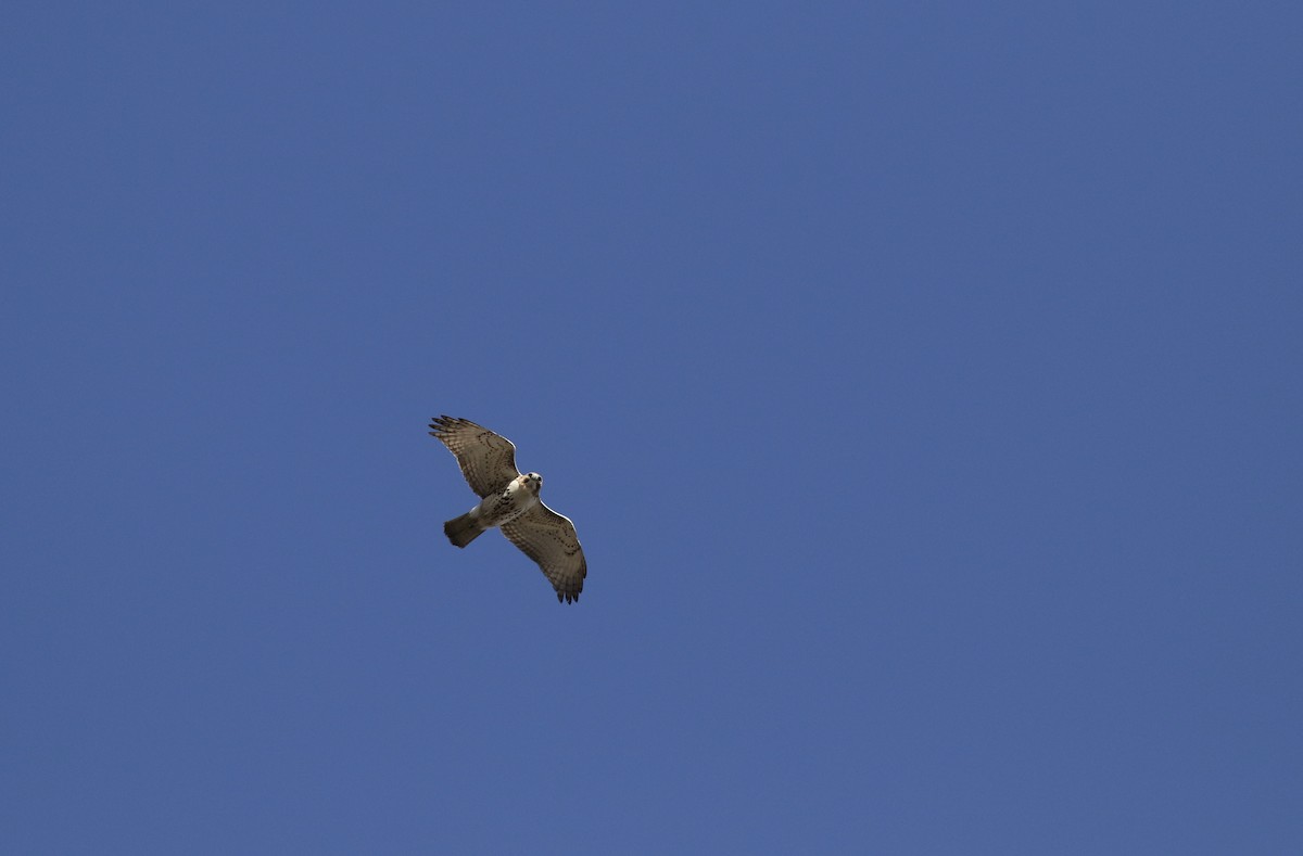 Red-tailed Hawk (borealis) - ML49344871