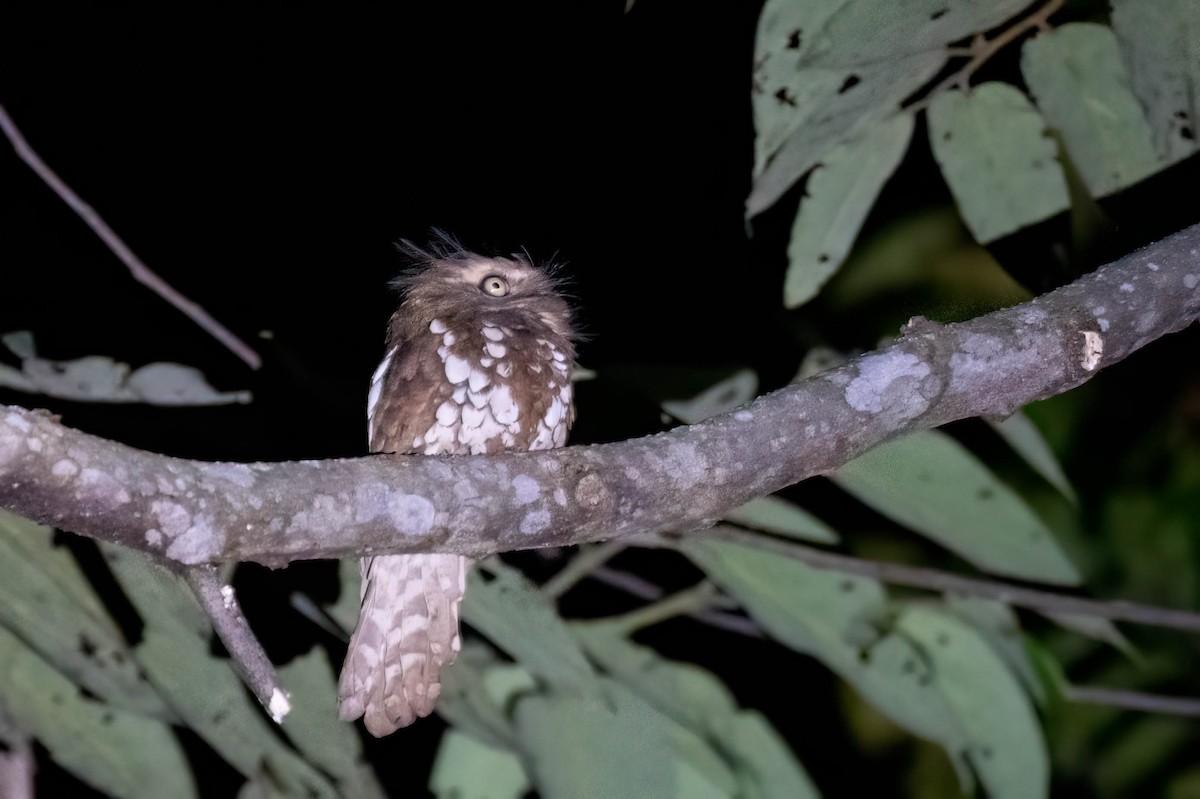 Bornean Frogmouth - Gustino Lanese