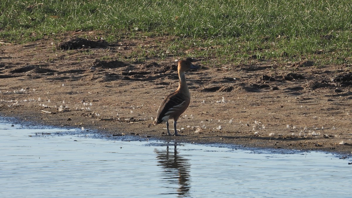 Fulvous Whistling-Duck - ML493448841
