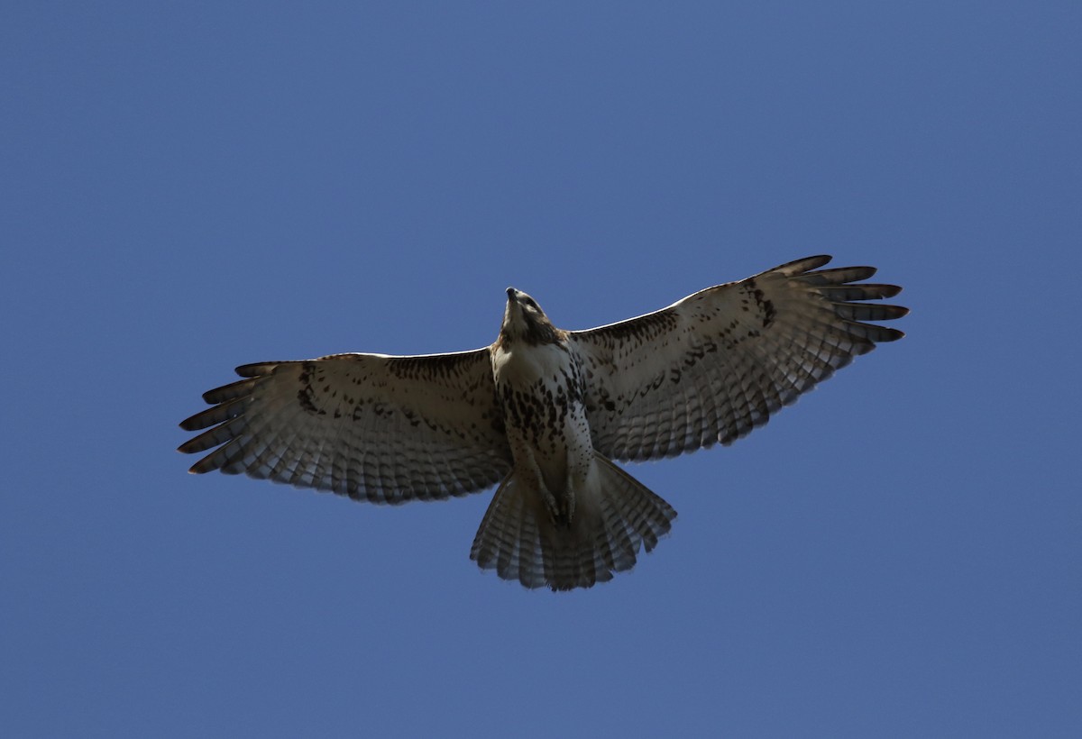 Rotschwanzbussard (borealis) - ML49344891