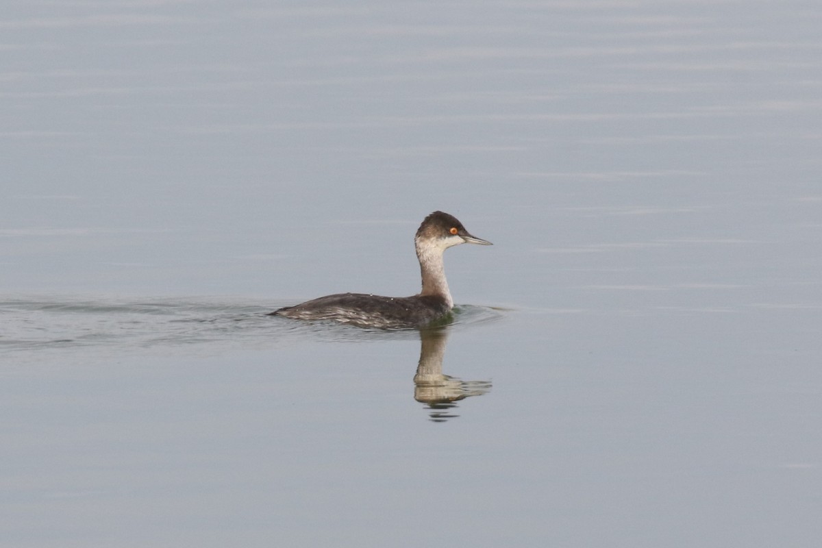 Eared Grebe - Brad Carlson
