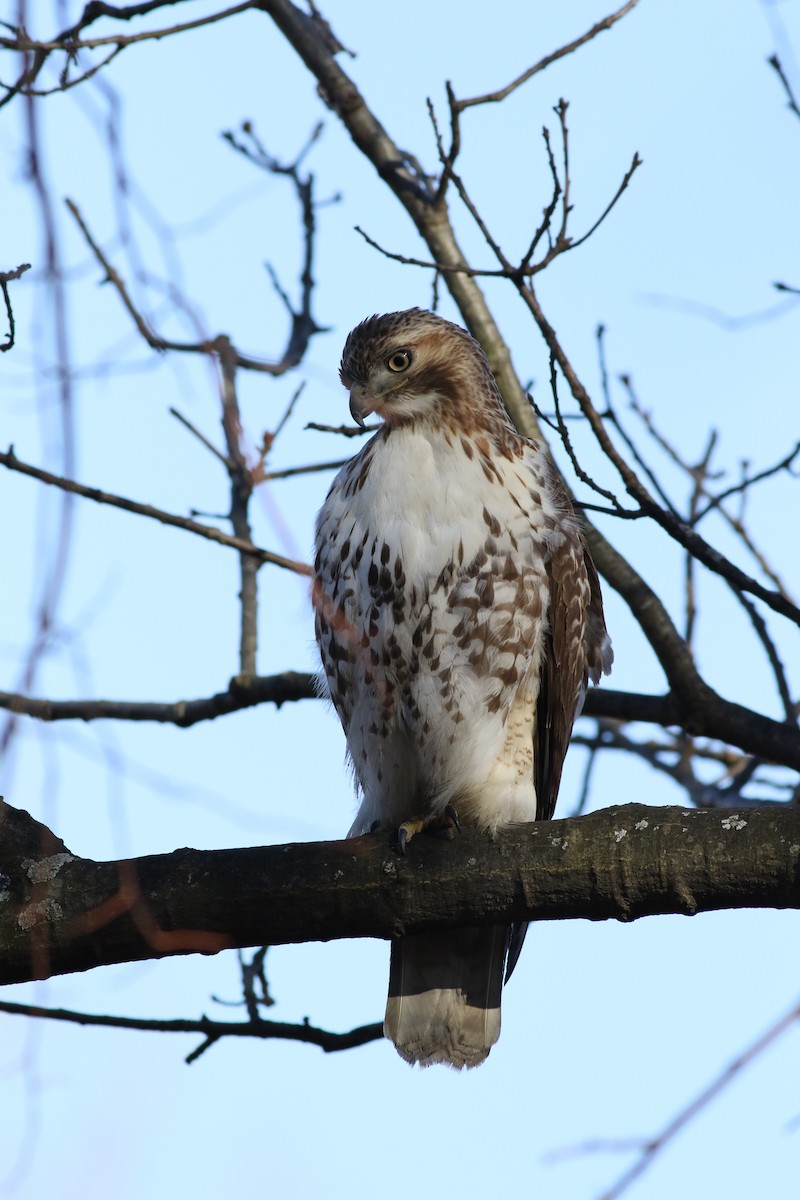 Red-tailed Hawk (borealis) - ML49345001