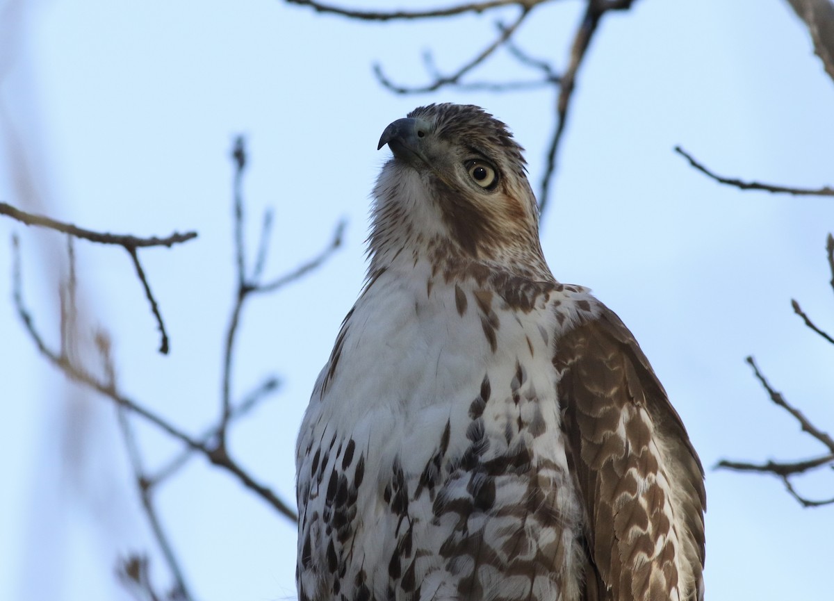 Rotschwanzbussard (borealis) - ML49345021