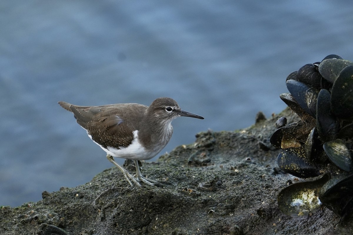 Common Sandpiper - ML493450461