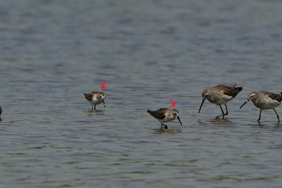 Western Sandpiper - ML493452301