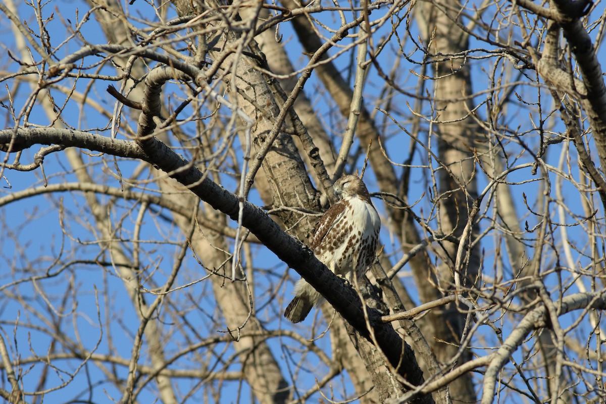 Rotschwanzbussard (borealis) - ML49345251