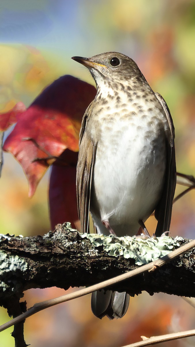 Gray-cheeked Thrush - ML493452761