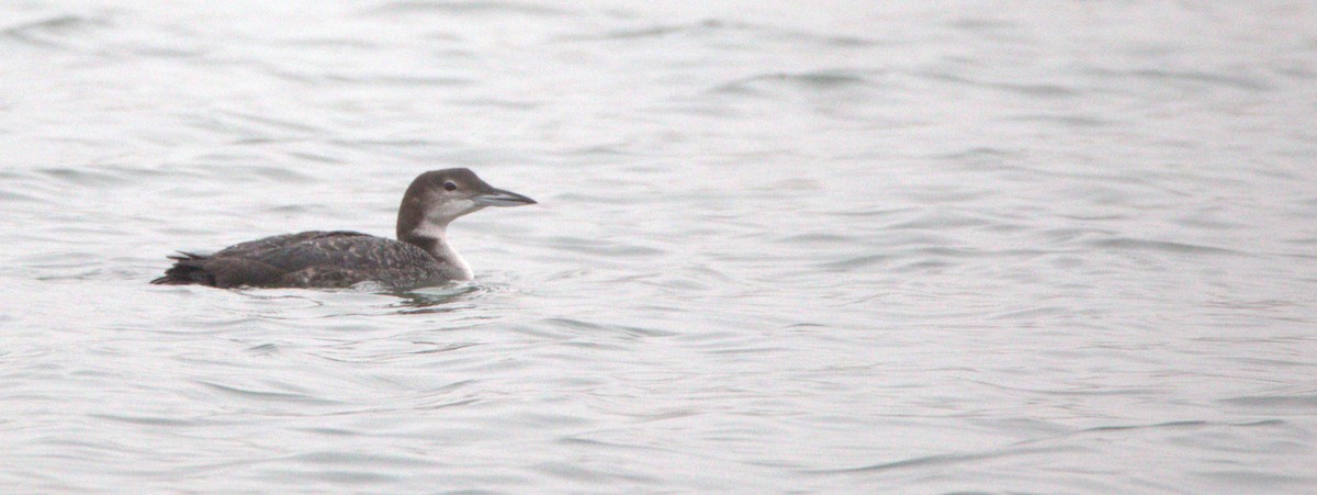 Common Loon - ML493452941