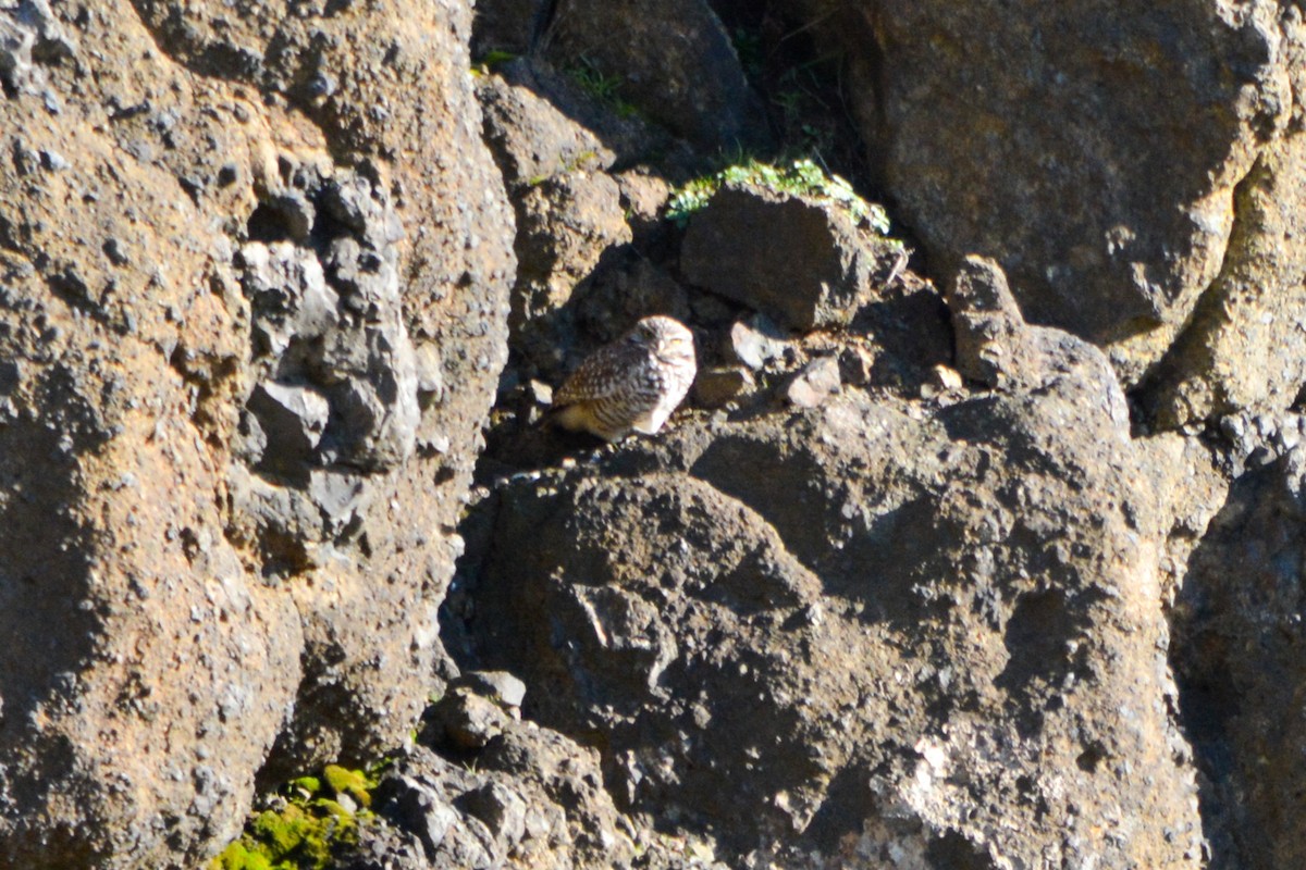 Burrowing Owl - ML493453941