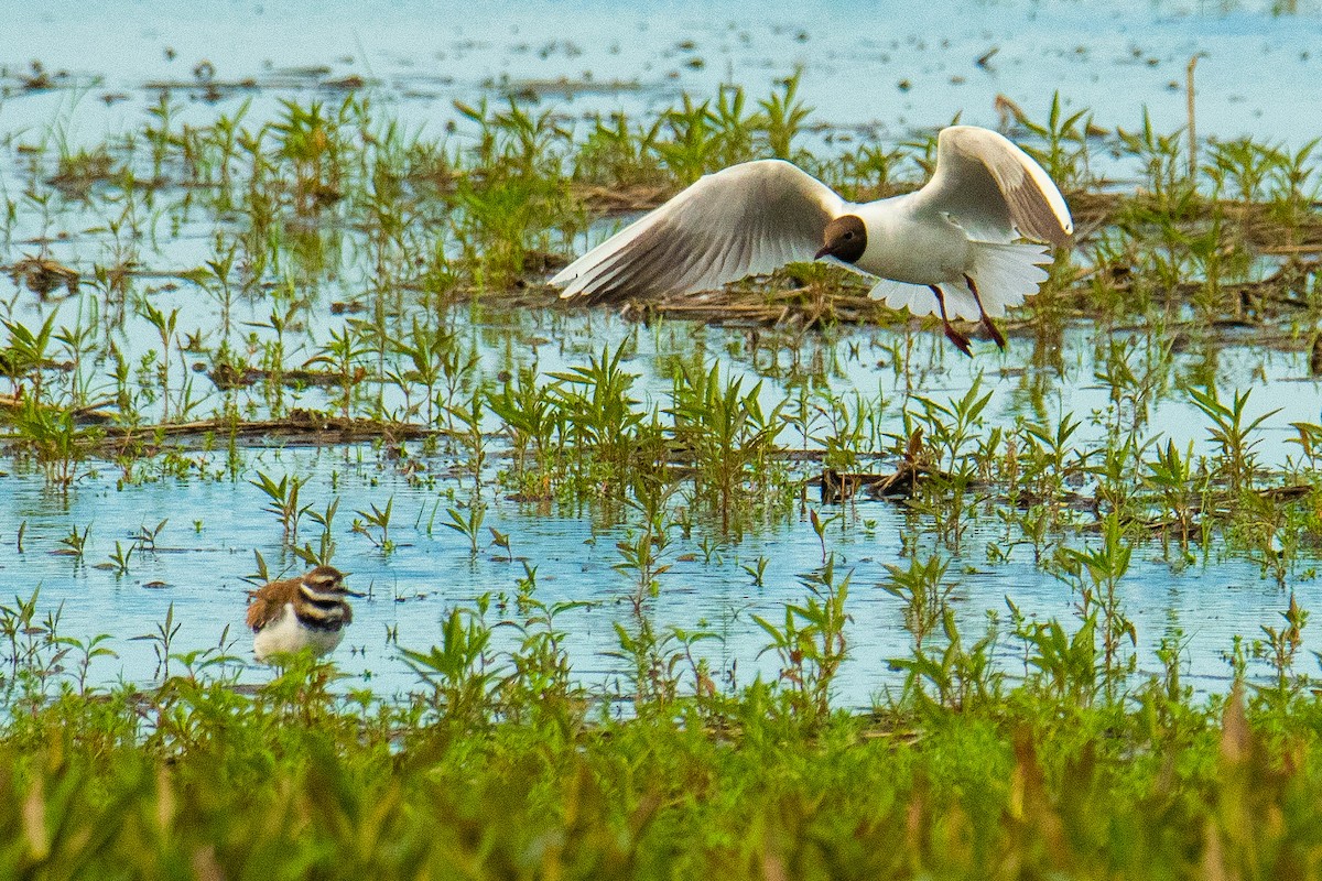 Black-headed Gull - ML493454781