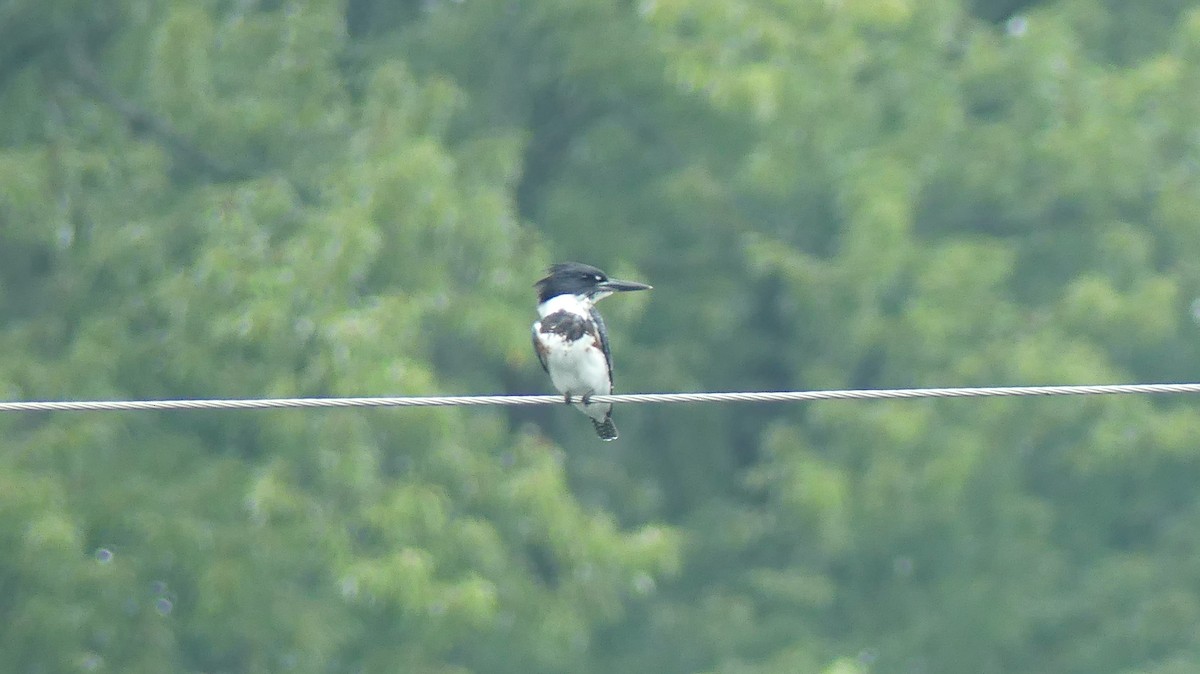 Belted Kingfisher - ML493455151
