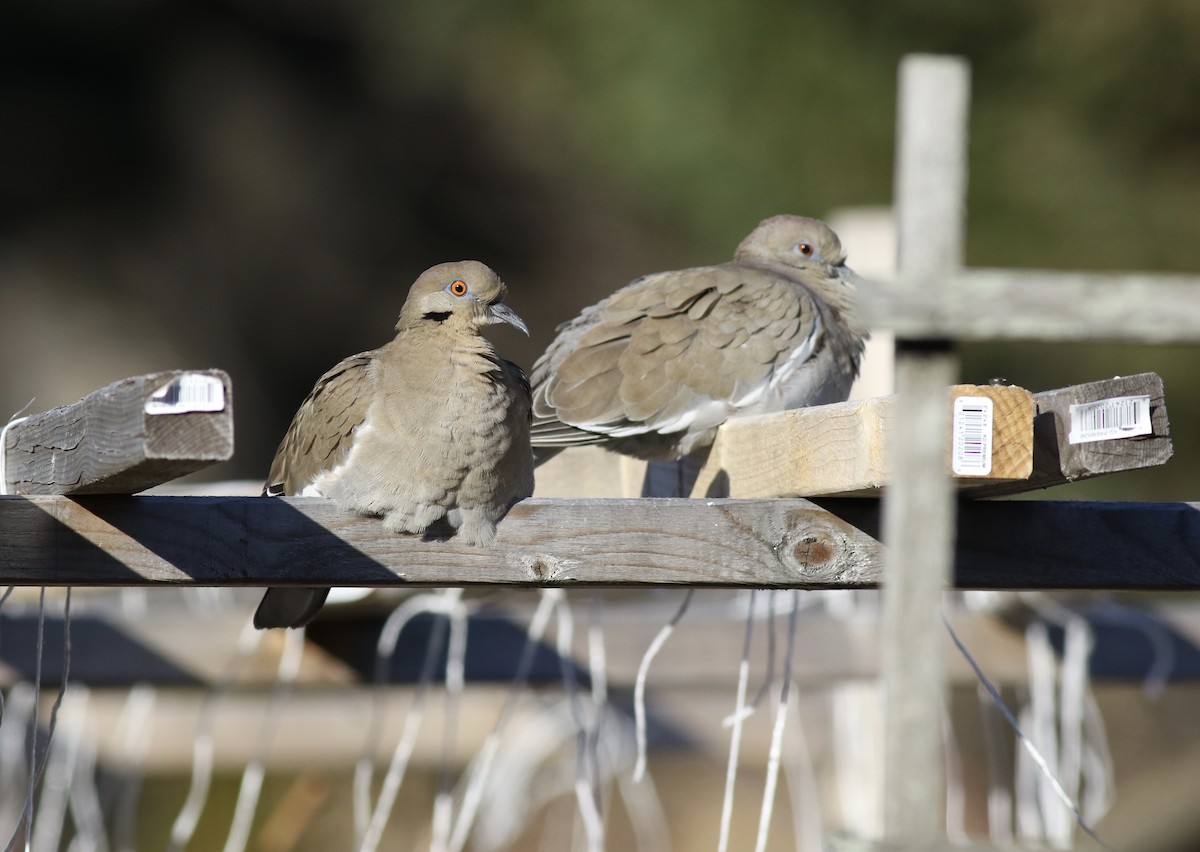 White-winged Dove - ML49345581