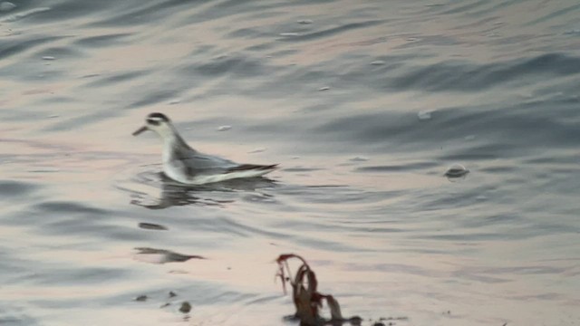 Phalarope à bec large - ML493455961