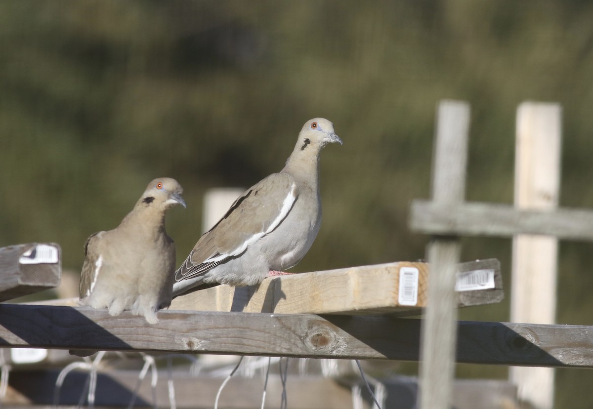 White-winged Dove - ML49345681