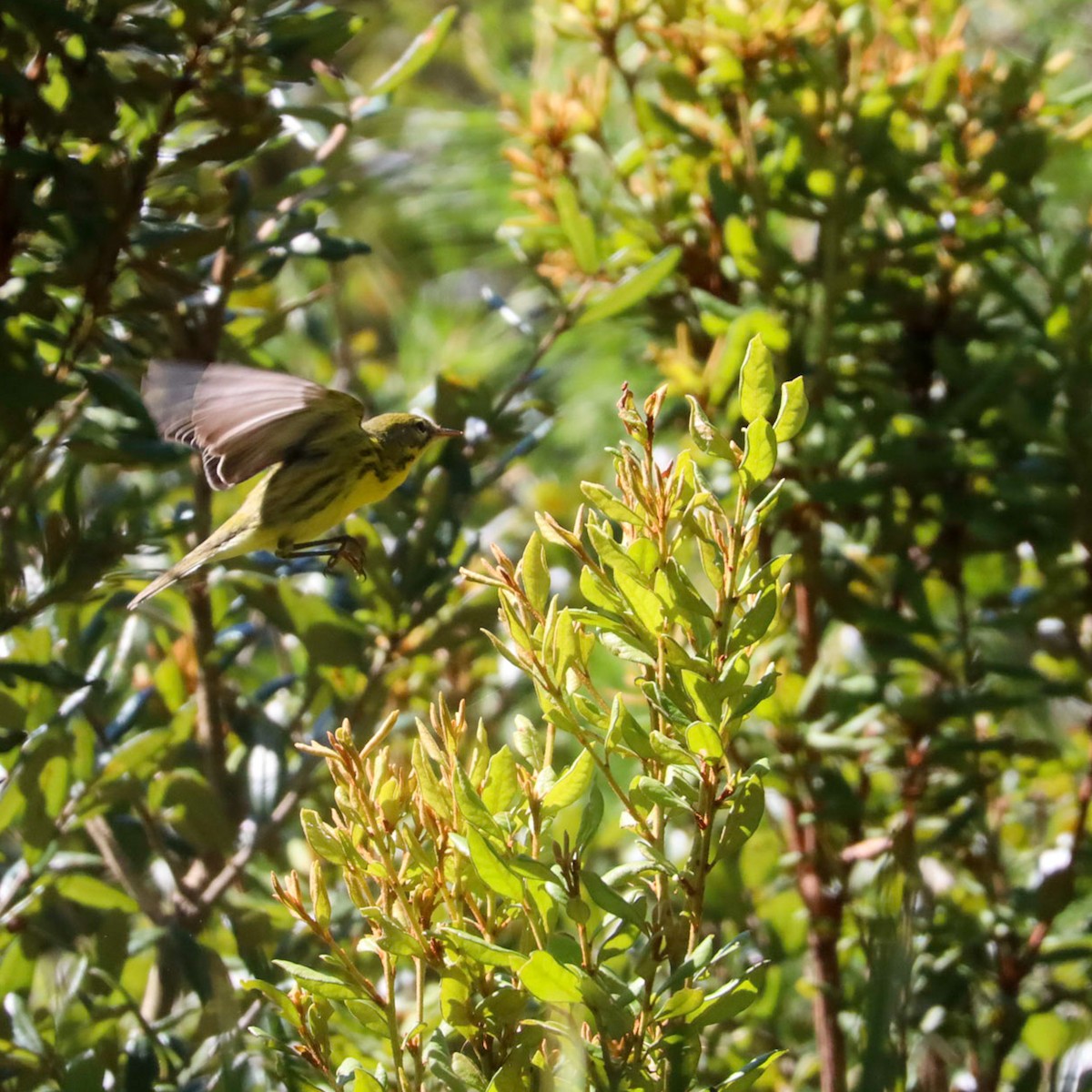 Prairie Warbler - Sylvie Nadeau Gneckow