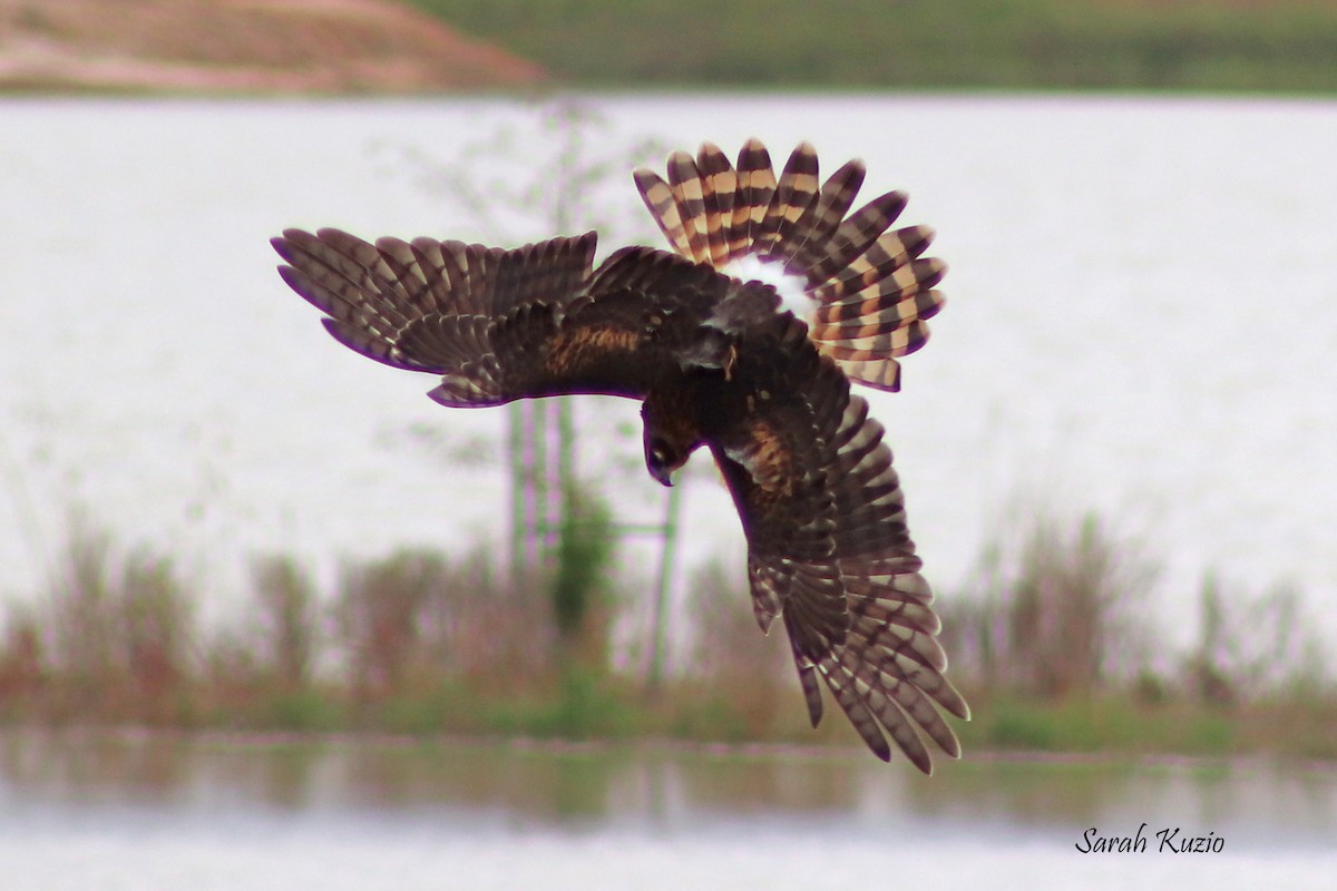 eBird Checklist 13 Oct 2022 John Paul Landing ParkEnvironmental