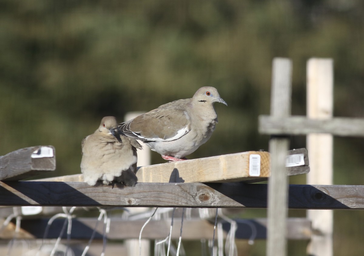 White-winged Dove - ML49346131