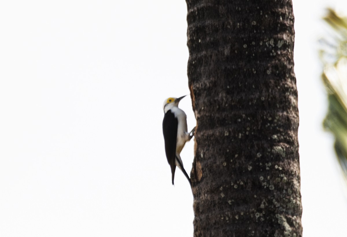 White Woodpecker - ML493462911