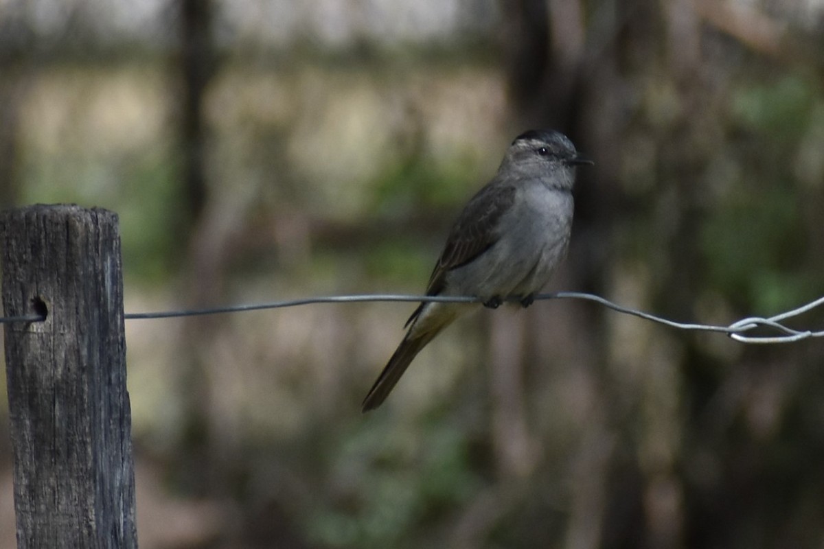 Crowned Slaty Flycatcher - ML493463641