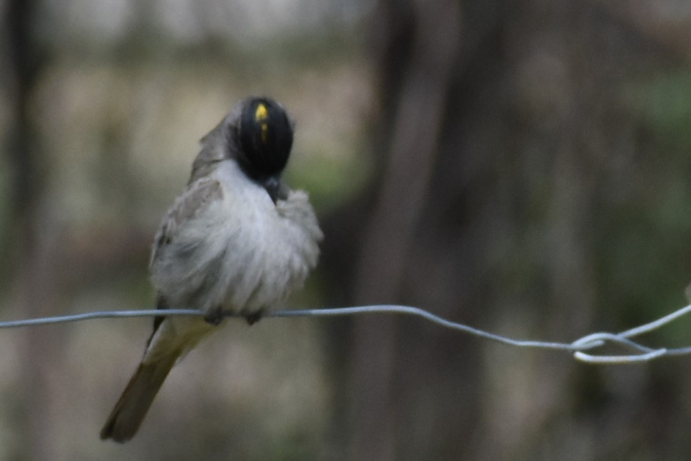 Crowned Slaty Flycatcher - ML493463691