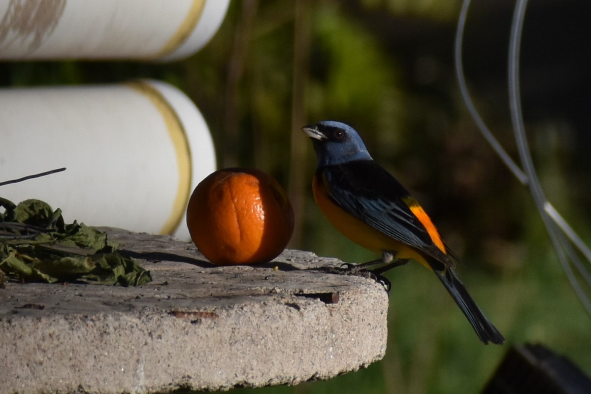 Blue-and-yellow Tanager - ML493464231