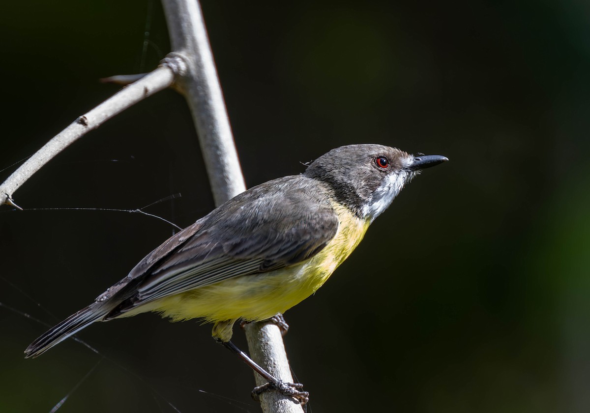 White-throated Gerygone - Geoff Dennis