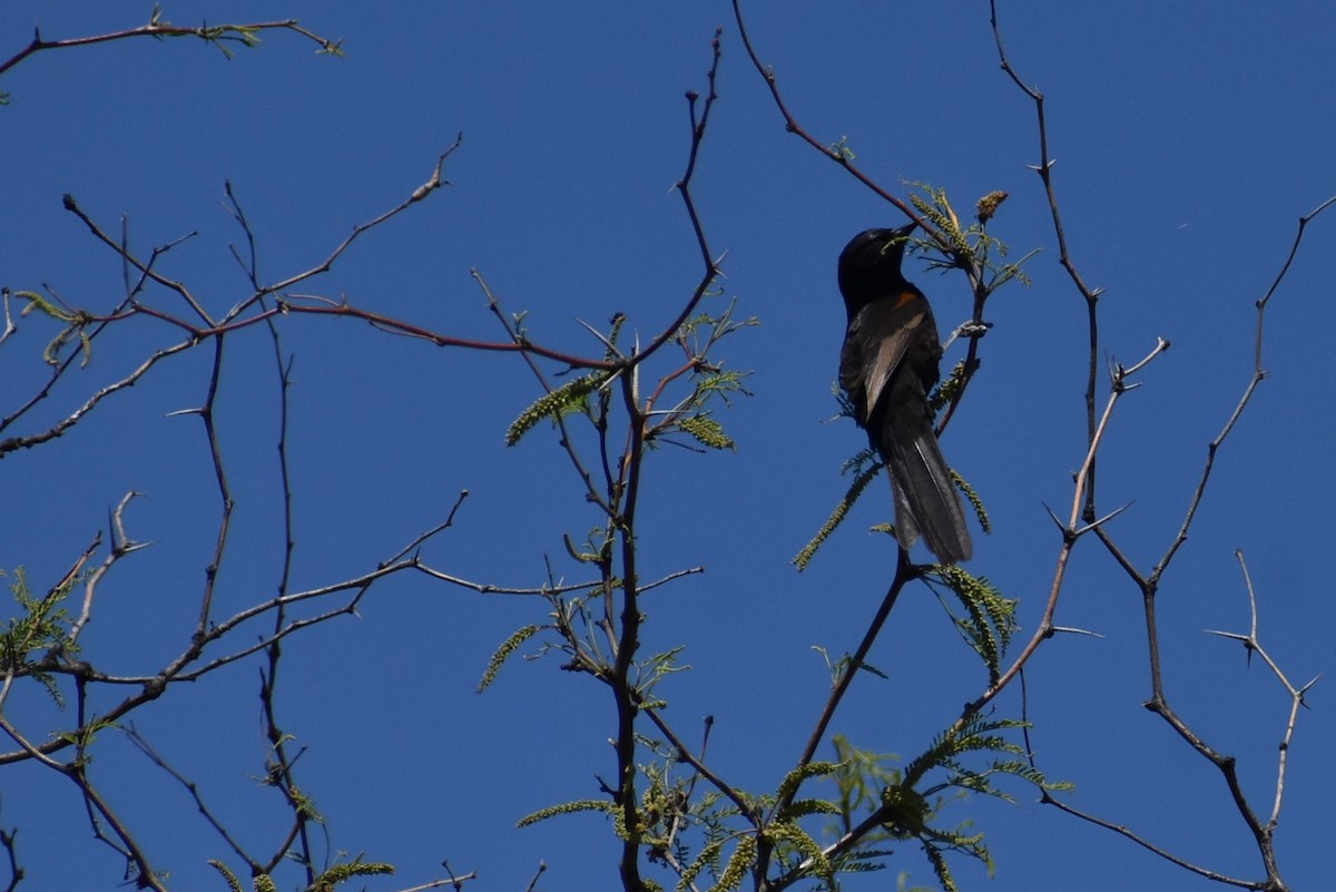 Variable Oriole - ML493464581